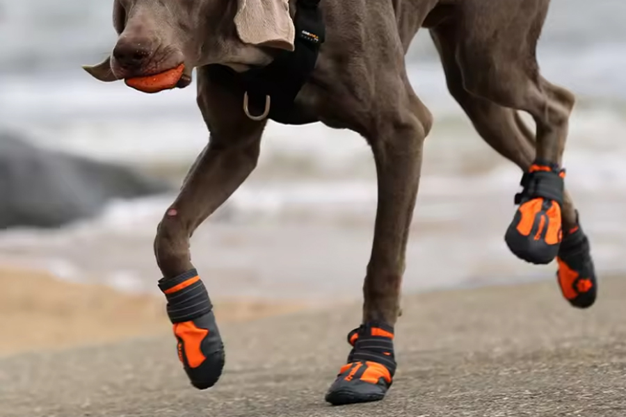 Weimaraner boots hot sale