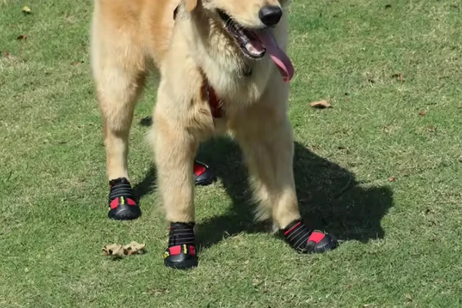 bottes de chien