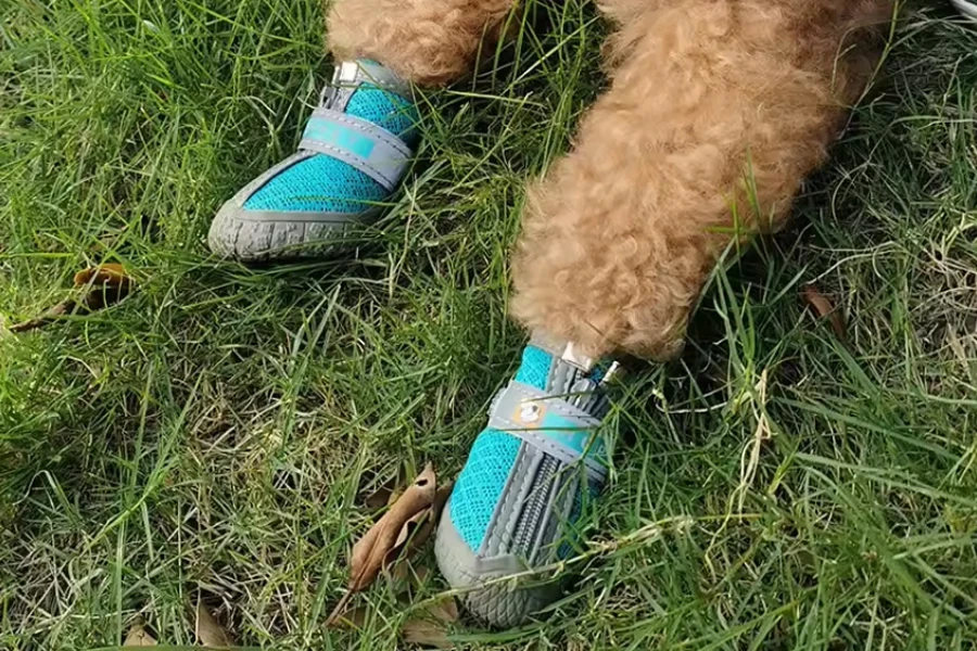 dog boots