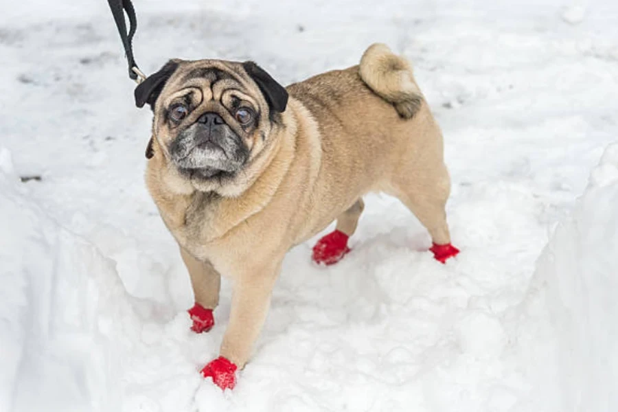 bottes de chien