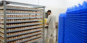 egg-incubator