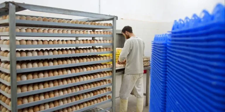 egg-incubator