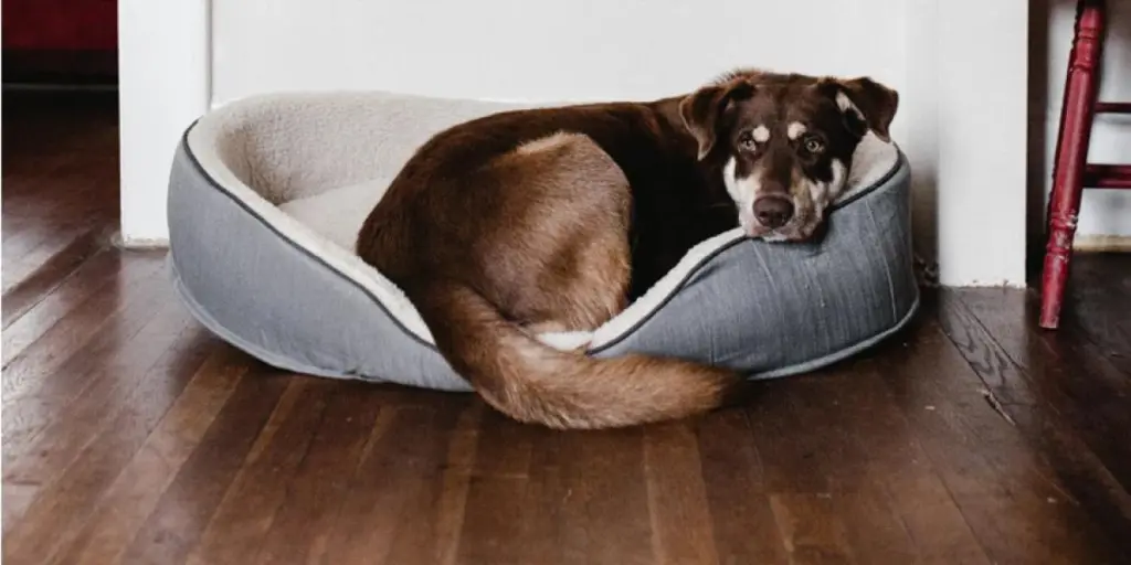 furry-friends-favorites-top-dog-bed-picks-for-2024