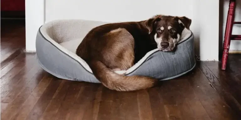 furry-friends-favorites-top-dog-bed-picks-for-2024