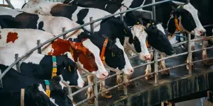 çiftlik-süt-makineleri-nasıl-seçilir