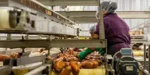 how-to-select-perfect-pet-food-processing-machines