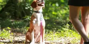 navigating-the-world-of-pet-trackers-the-2024-gui
