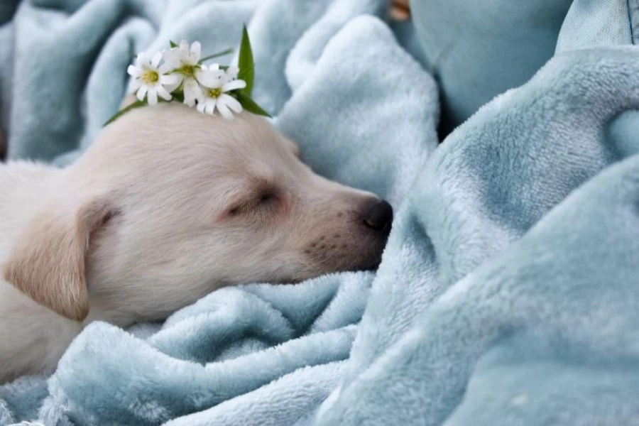 Açık mavi polar örtünün içinde uyuyan köpek yavrusu