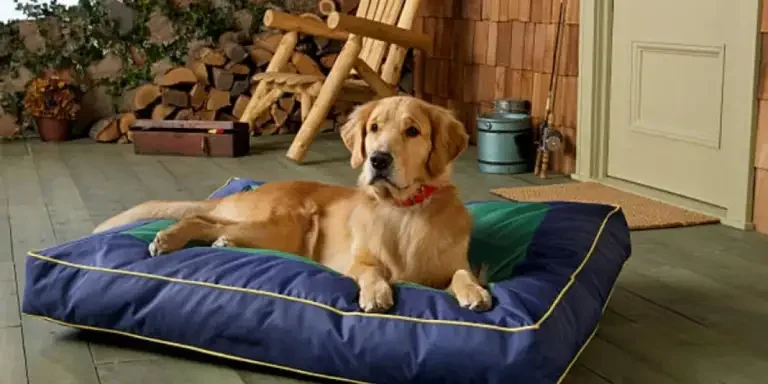 review-analysis-of-amazons-hottest-selling-pet-be