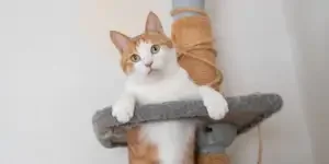 scratch-that-2024s-leading-cat-trees-and-posts-fo