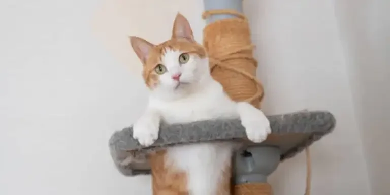scratch-that-2024s-leading-cat-trees-and-posts-fo