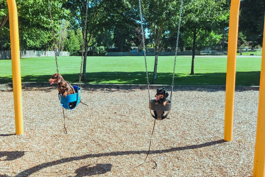 Two dogs on a playground swing with yellow bars