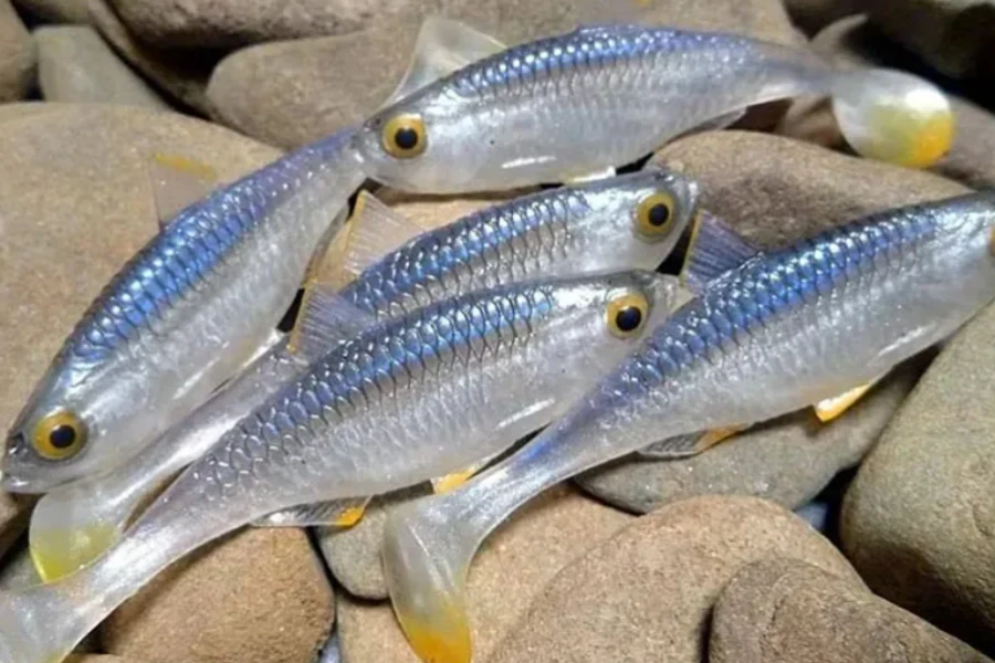 Señuelo de pesca con ojos 3D, señuelo de sábalo, cebo suave, Material ecológico, señuelo para peces de agua dulce y salada