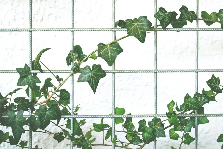 Green leafed ivy hung around a trellis