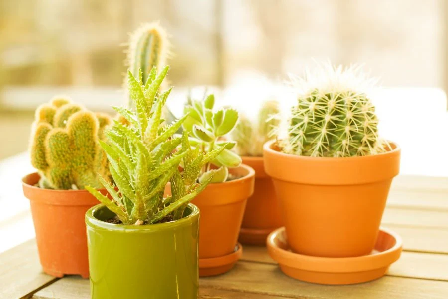 Plantas en macetas de terracota marrón.