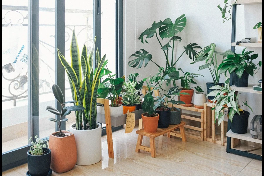 Vasos de plantas verdes de interior