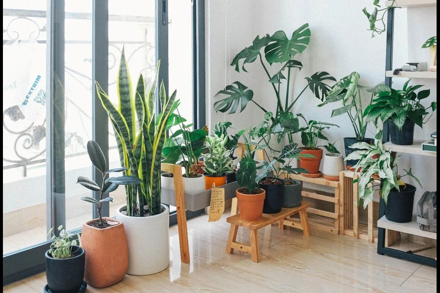 Plantes vertes d'intérieur en pot