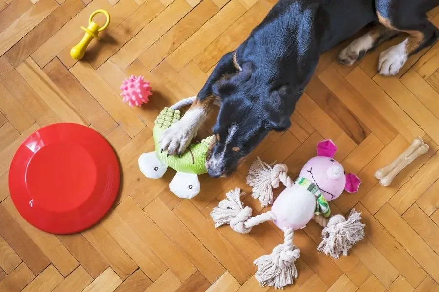 Un perro negro con juguetes variados.