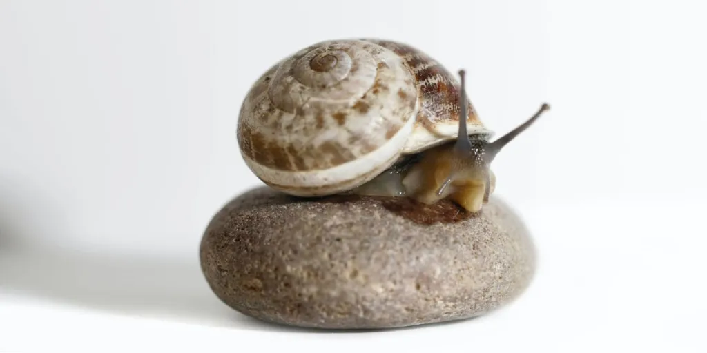 A brown snail on a stone