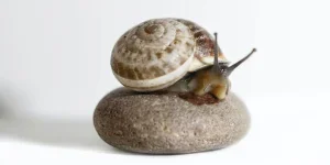 A brown snail on a stone