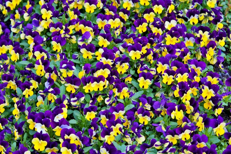 Una pared de flores multicolores