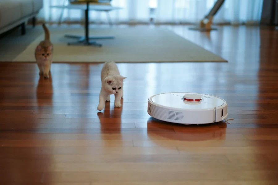 Robot süpürgeye yaklaşan kedi