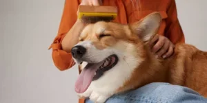 dog brush