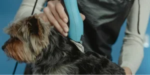 dog grooming kit