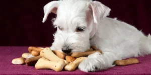 dog treat