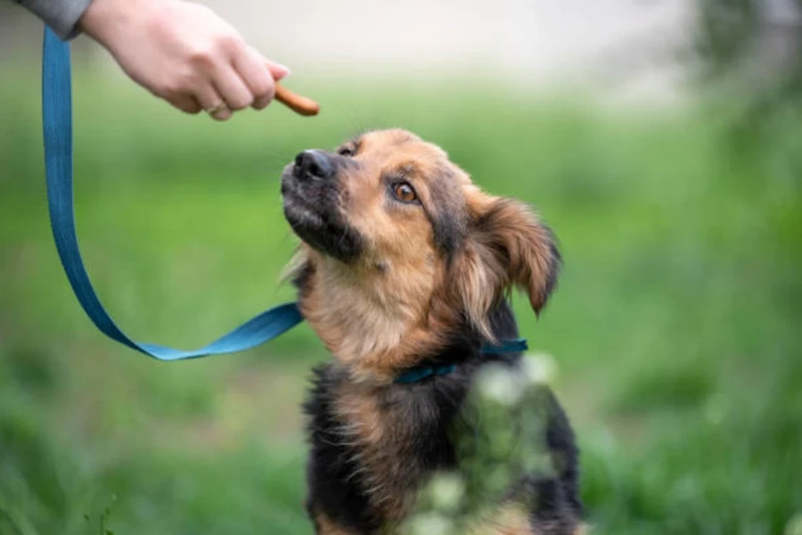 friandise pour chien