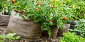 grow bags