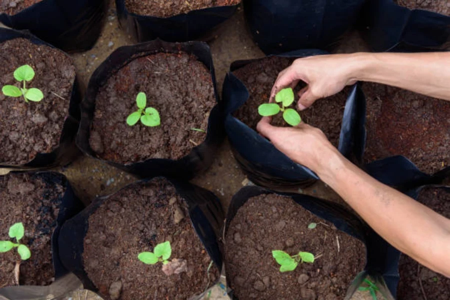 bolsas de cultivo