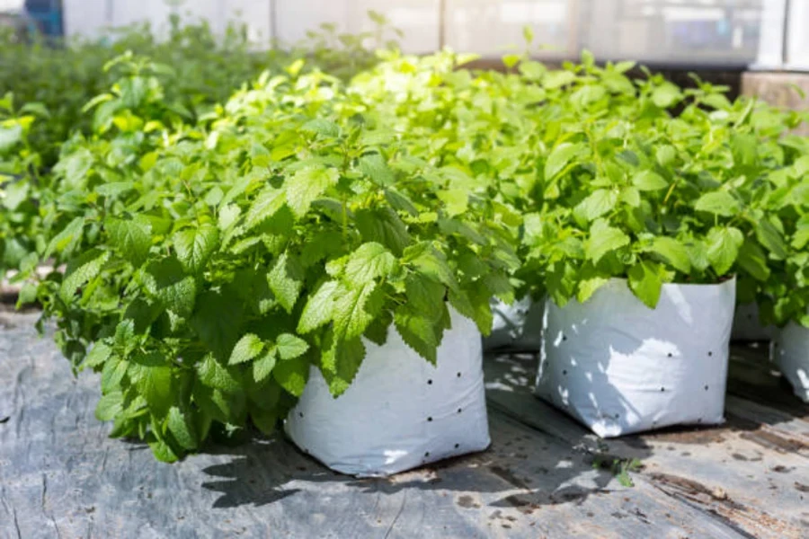 bolsas de cultivo