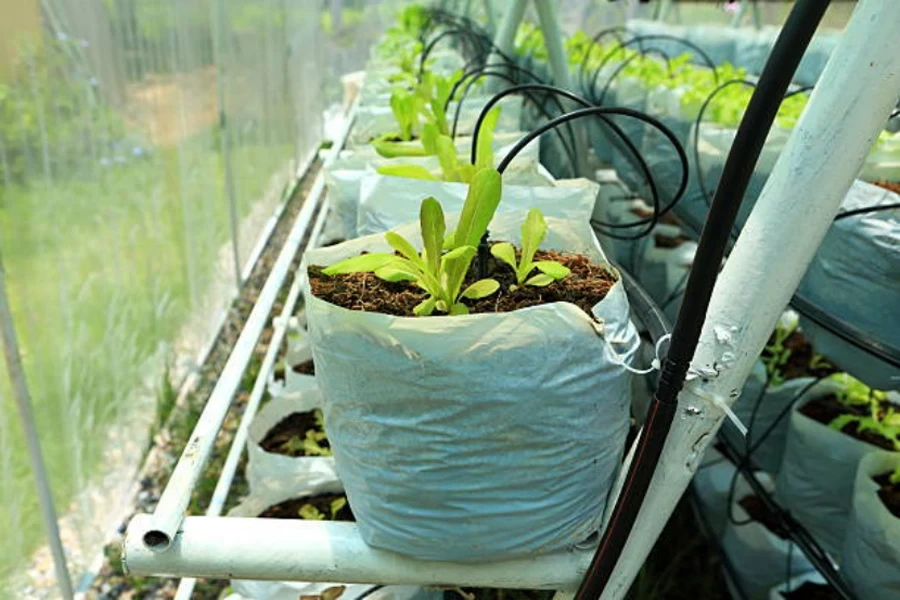 bolsas de cultivo