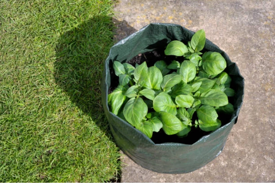 bolsas de cultivo