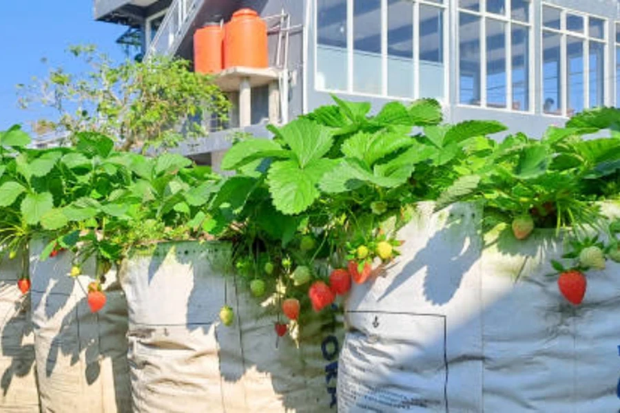 bolsas de cultivo