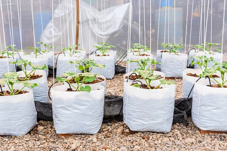 bolsas de cultivo