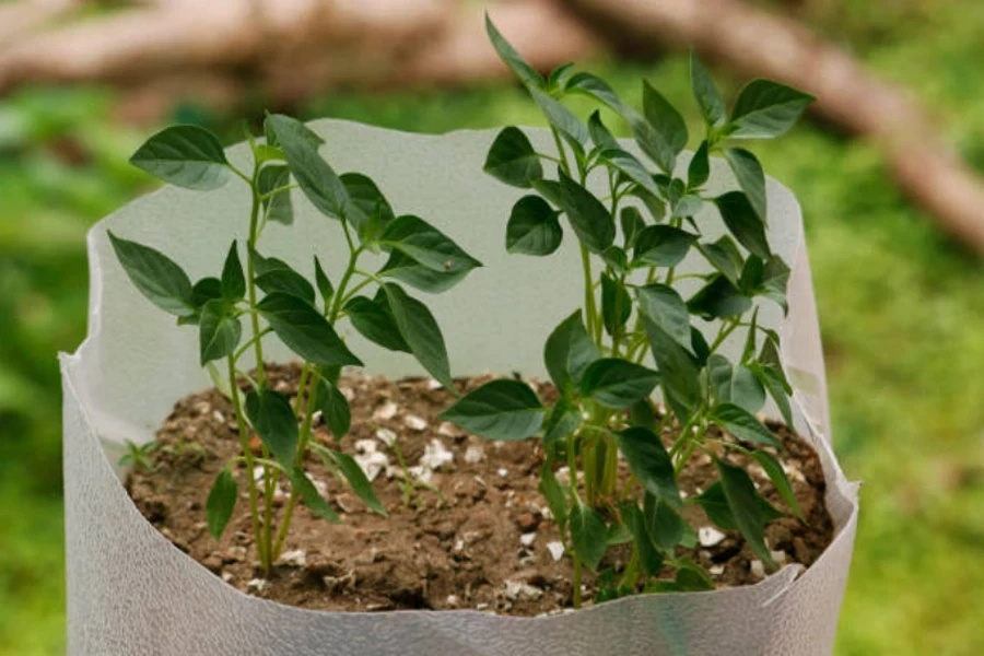 bolsas de cultivo