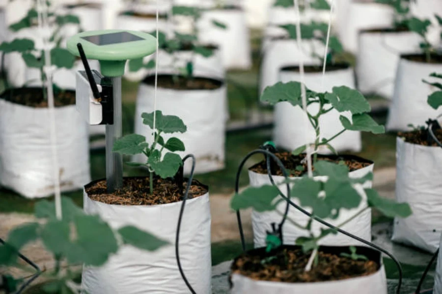 bolsas de cultivo