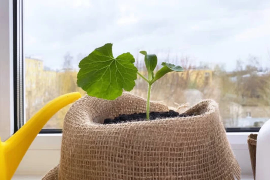 bolsas de cultivo