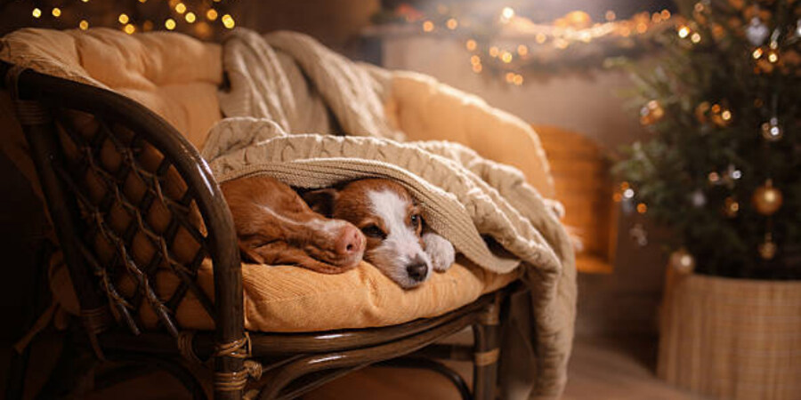 Next Level Comfort The Most Sought After Pet Blankets of 2024 Alibaba Reads