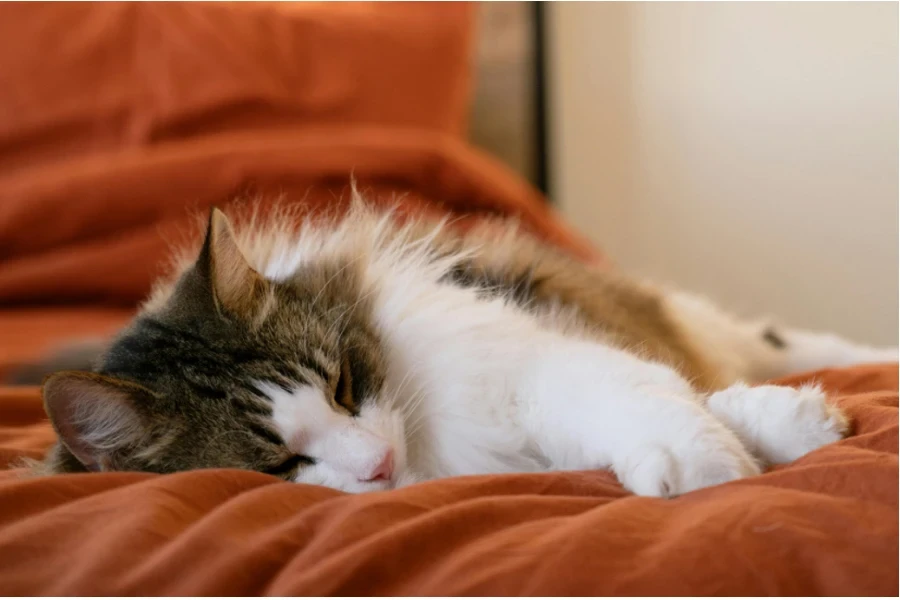 pet blanket