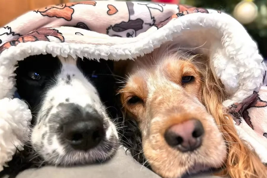 одеяло для домашних животных