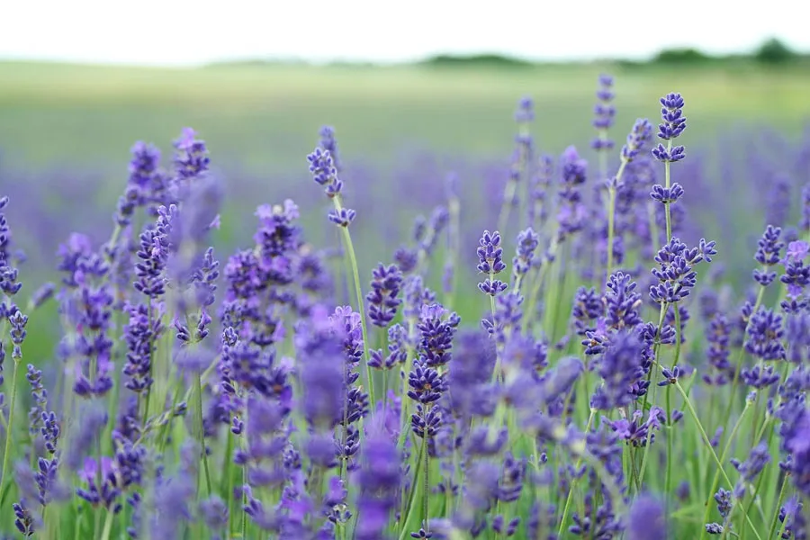 A close-up of lavender growing in a field