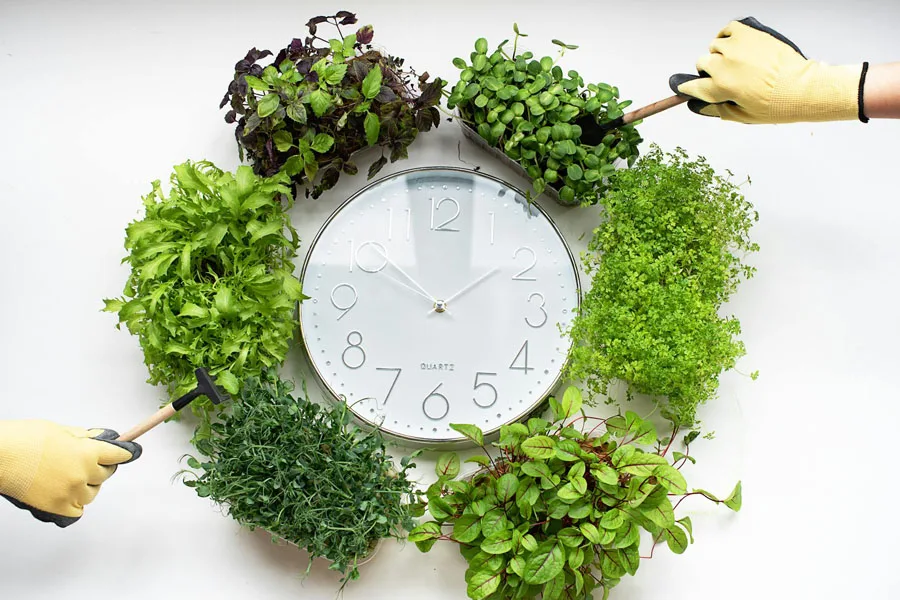 Clock surrounded with Plants