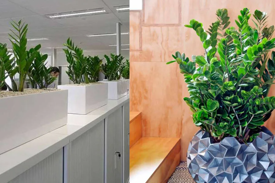 Темно-зеленое растение ZZ (замиокулькас замифолиаон) на стойке открытого офиса и еще одно возле лестницы.