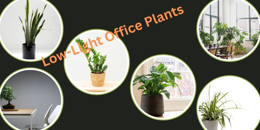 Different low-maintenance and low-light office plants