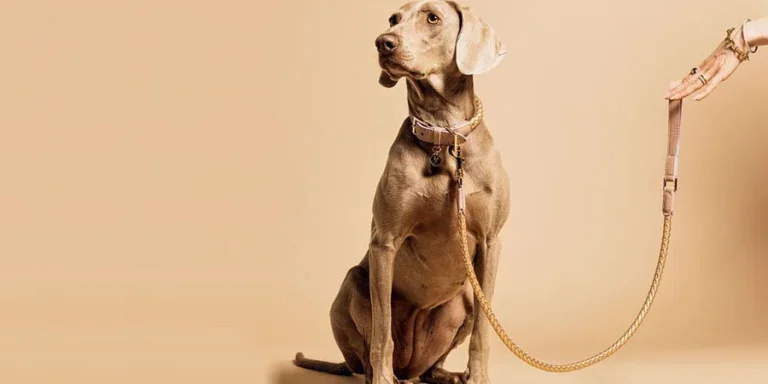 Dog Leashes