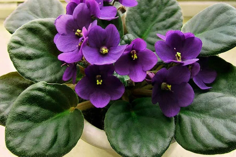 Violeta africana autoirrigável totalmente florida (saintpaulia ionantha) em um vaso cinza