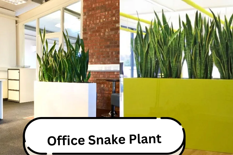 オフィスの机の上のオフィスのヘビ植物 (ドラセナ トリファシアタ)